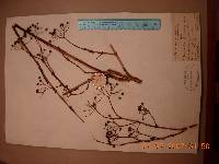 Deutzia glabrata image