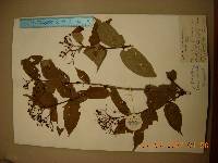 Deutzia glabrata image