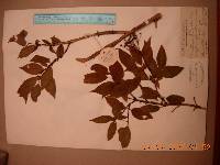 Deutzia glabrata image