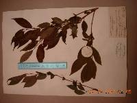 Deutzia uniflora image