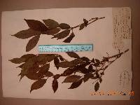 Deutzia uniflora image