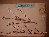 Deutzia uniflora image