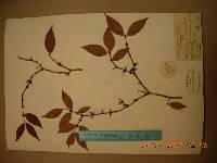 Deutzia uniflora image