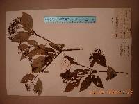 Deutzia parviflora image