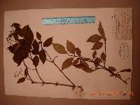 Deutzia parviflora image