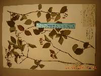 Deutzia parviflora image