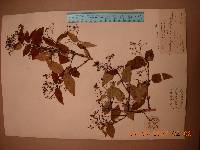 Deutzia parviflora image