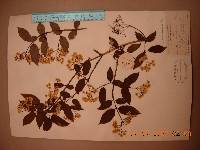 Deutzia parviflora image