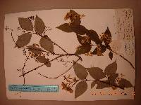 Deutzia parviflora image