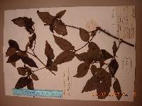 Deutzia uniflora image