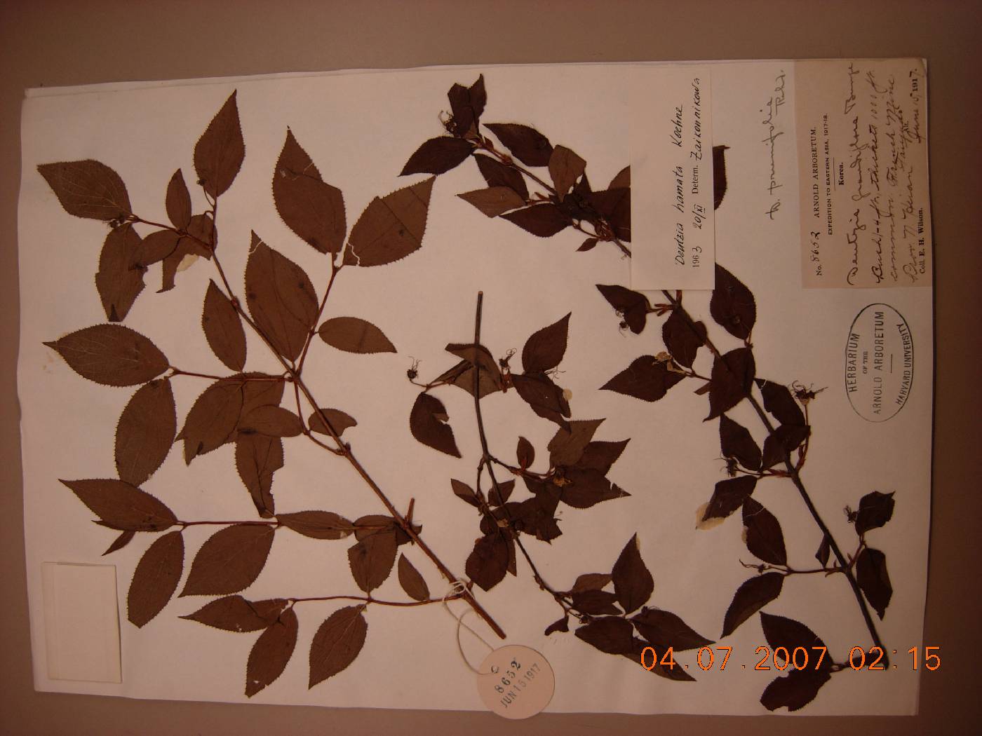 Deutzia grandiflora image