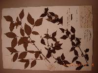 Image of Deutzia grandiflora