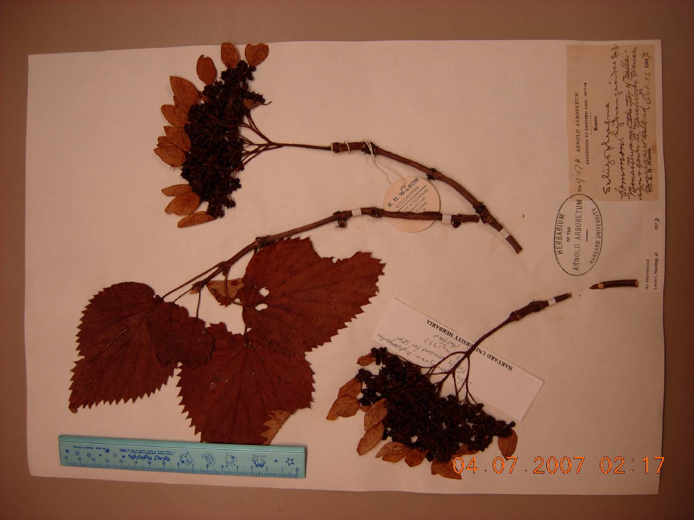 Hydrangea hydrangeoides image