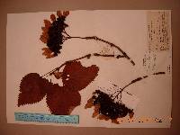 Hydrangea hydrangeoides image