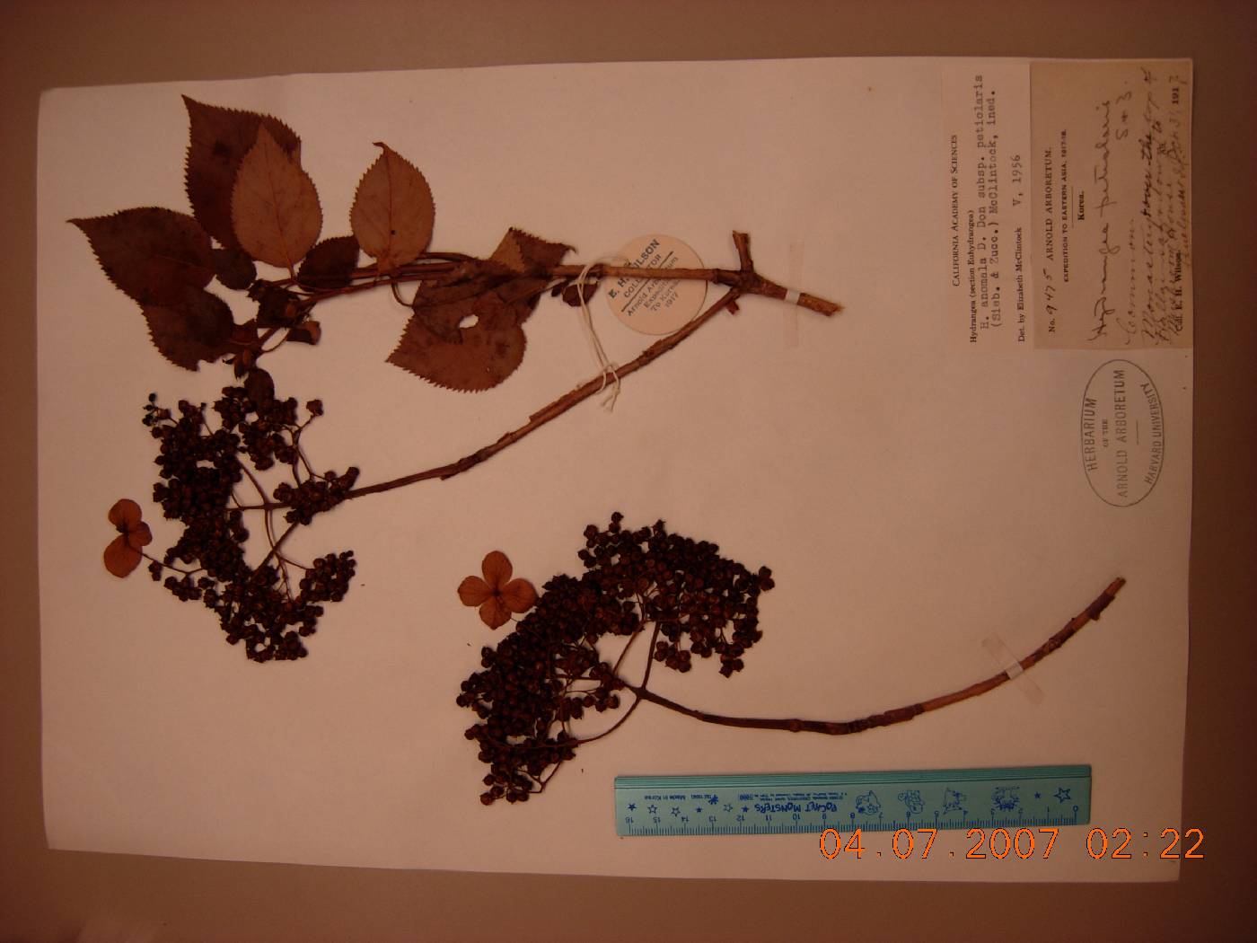 Hydrangea anomala subsp. petiolaris image