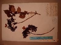 Hydrangea anomala subsp. petiolaris image