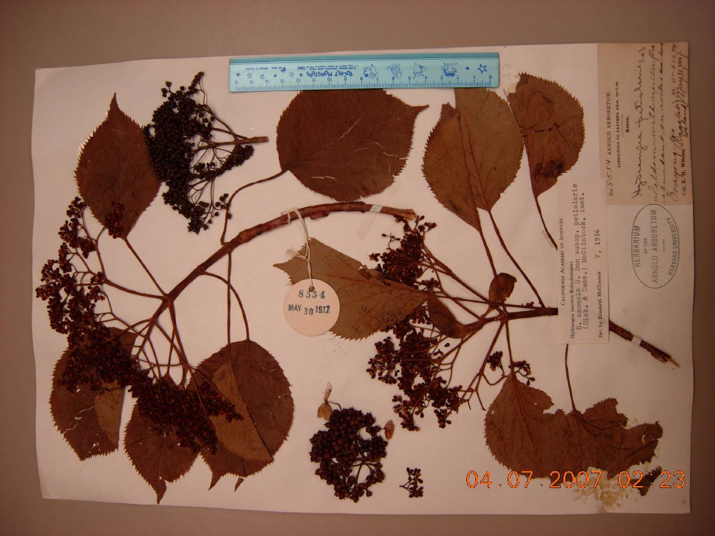Hydrangea anomala subsp. petiolaris image