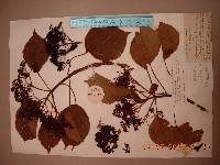 Hydrangea anomala subsp. petiolaris image