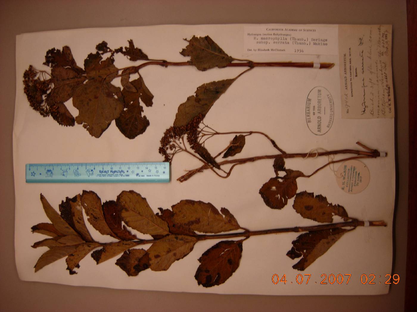 Hydrangea macrophylla image