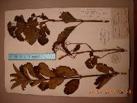 Hydrangea macrophylla image