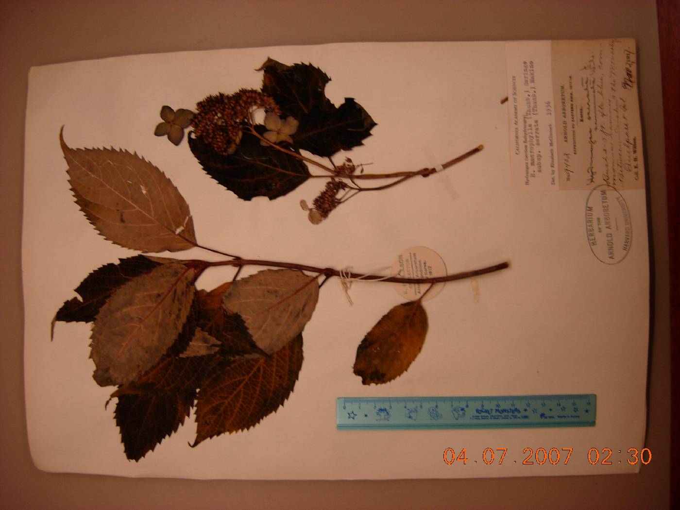 Hydrangea macrophylla image