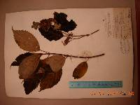 Hydrangea macrophylla image