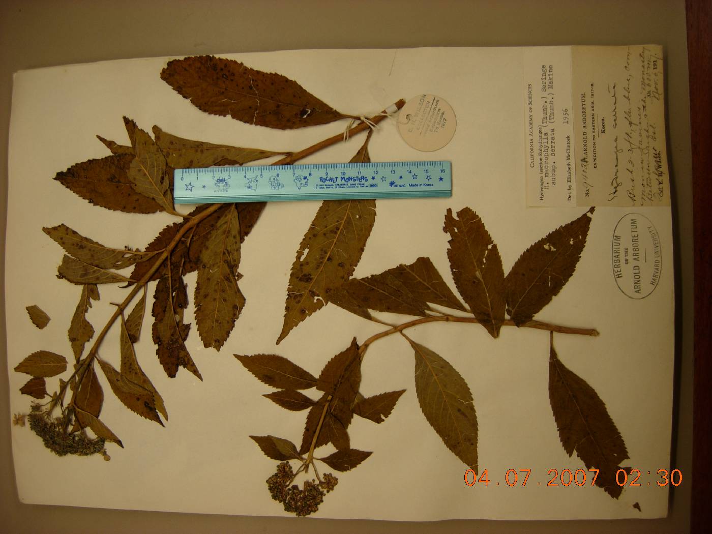 Hydrangea macrophylla image