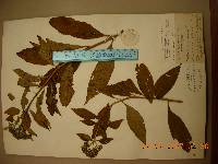 Hydrangea macrophylla image