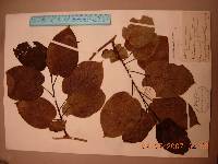 Image of Actinidia rufa