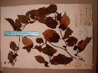 Actinidia kolomikta image