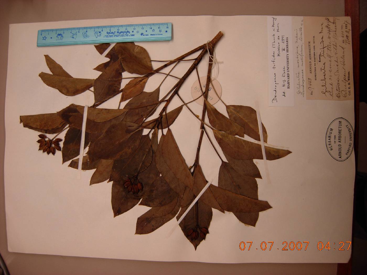 Dendropanax trifidus image