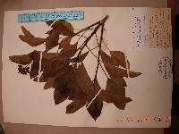 Dendropanax trifidus image