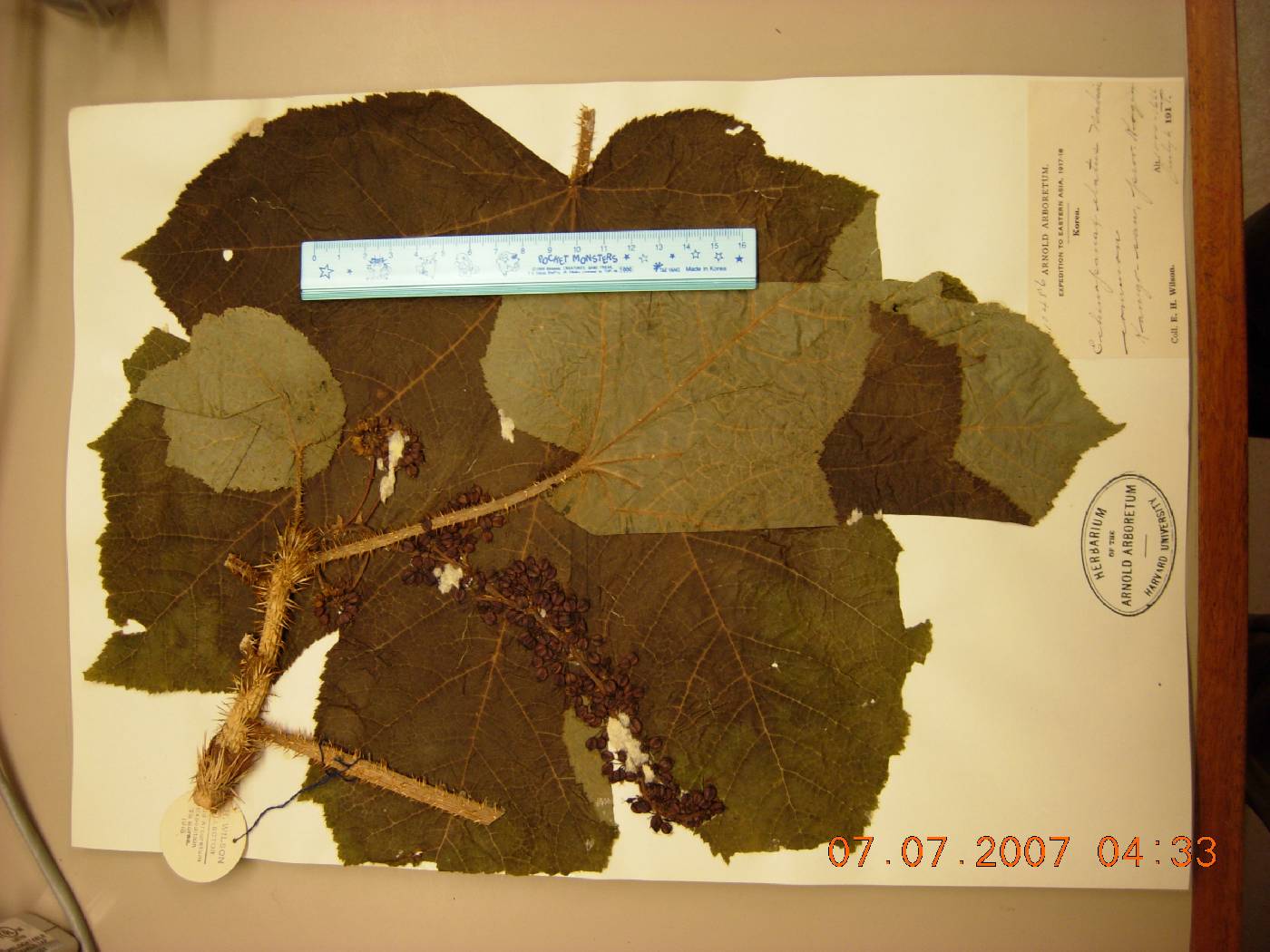 Oplopanax image