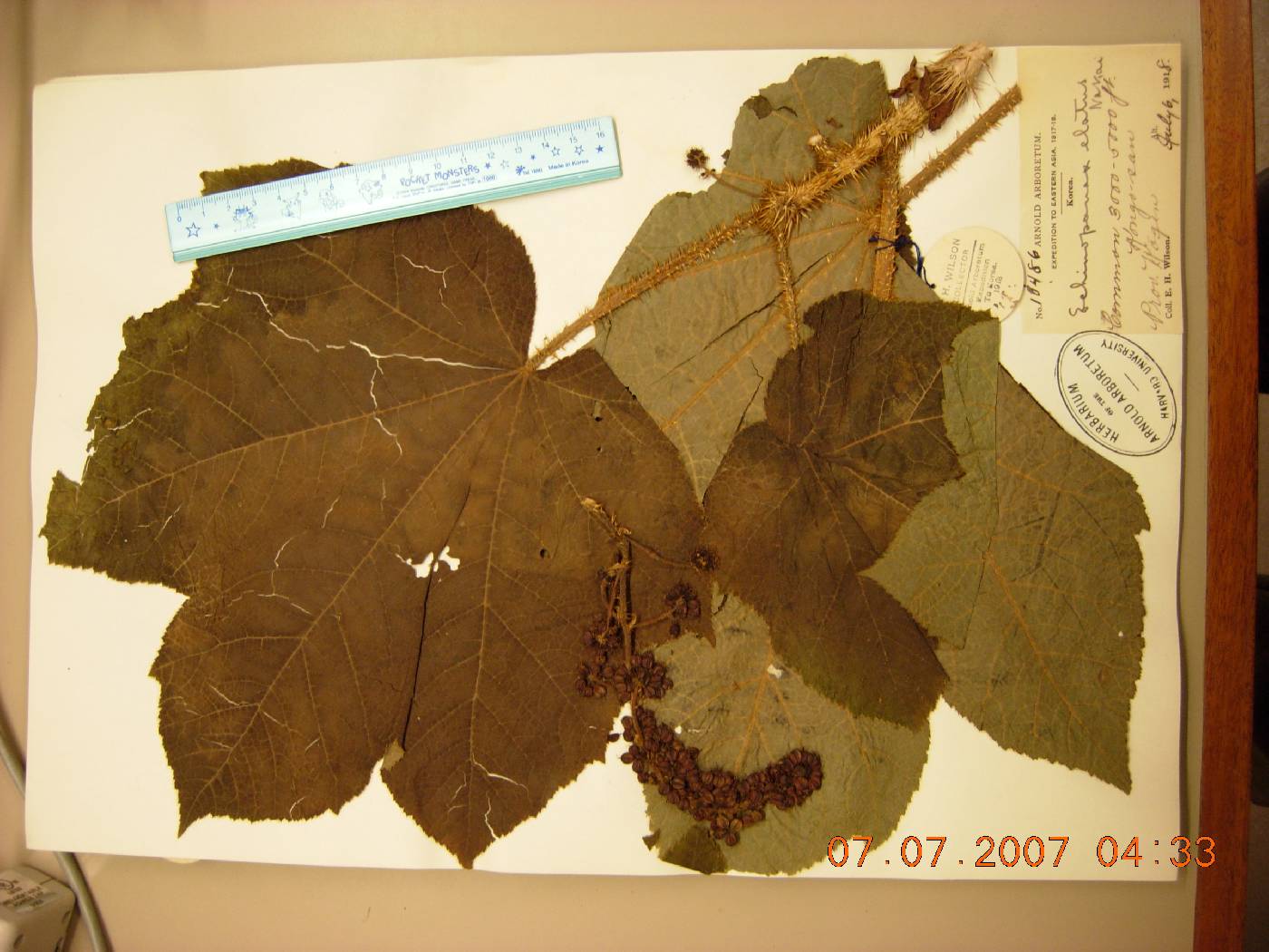 Oplopanax elatus image