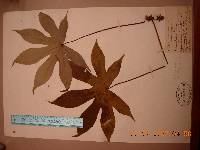 Kalopanax septemlobus image