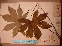 Kalopanax septemlobus image