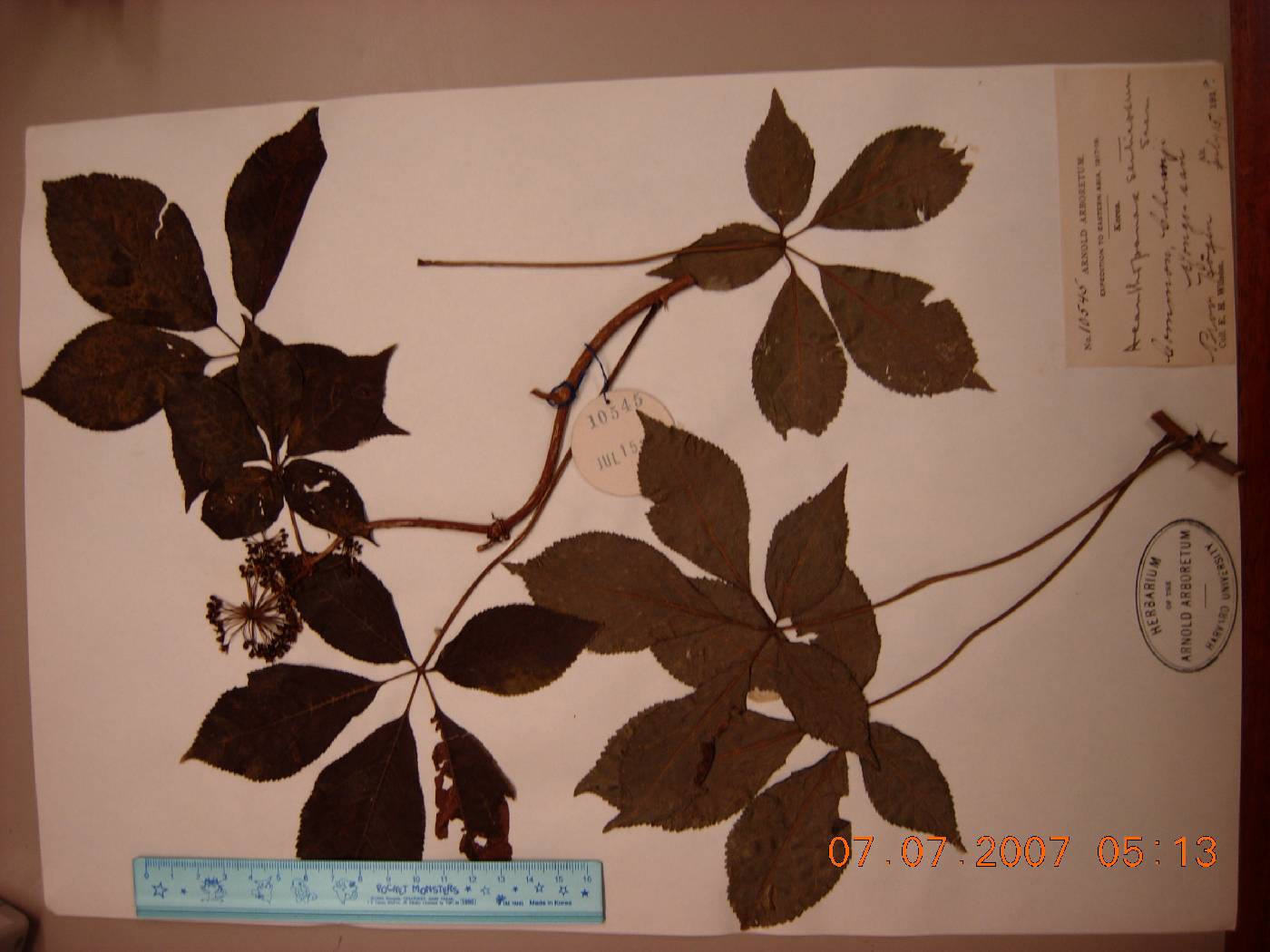 Eleutherococcus senticosus image