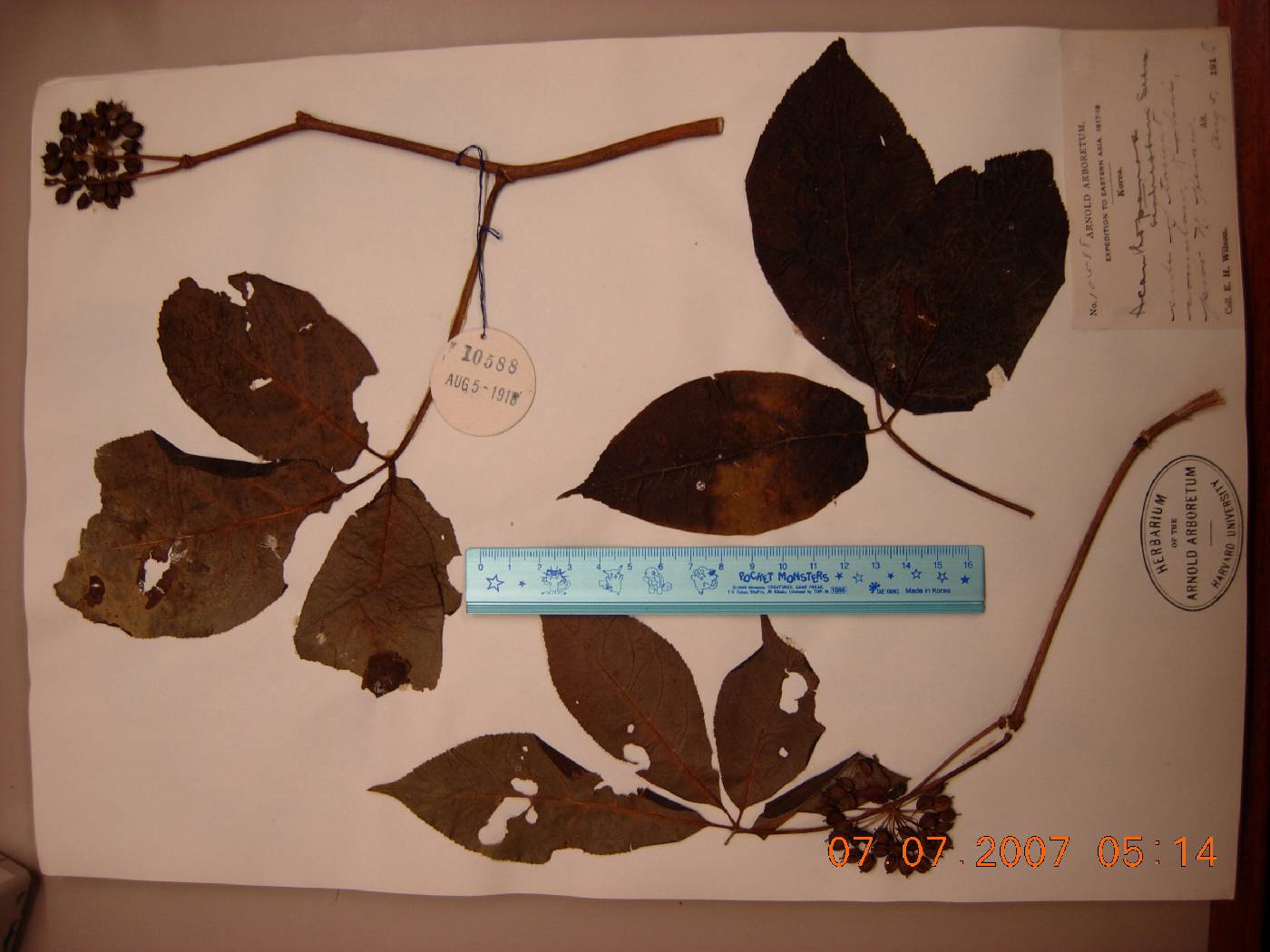 Eleutherococcus senticosus image