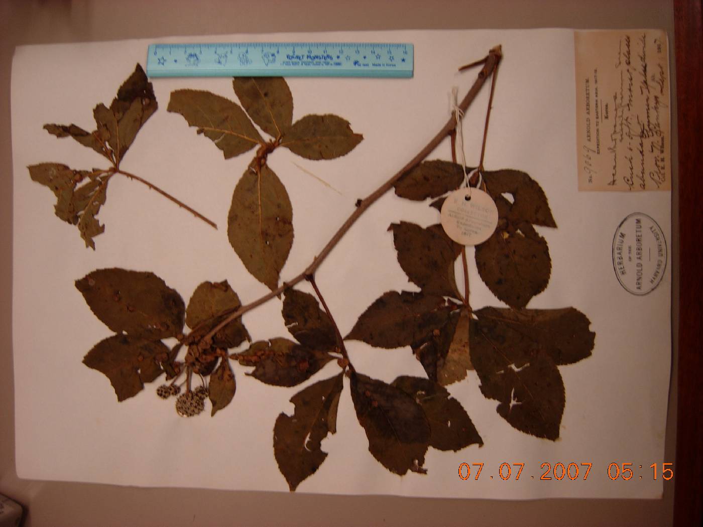 Eleutherococcus image