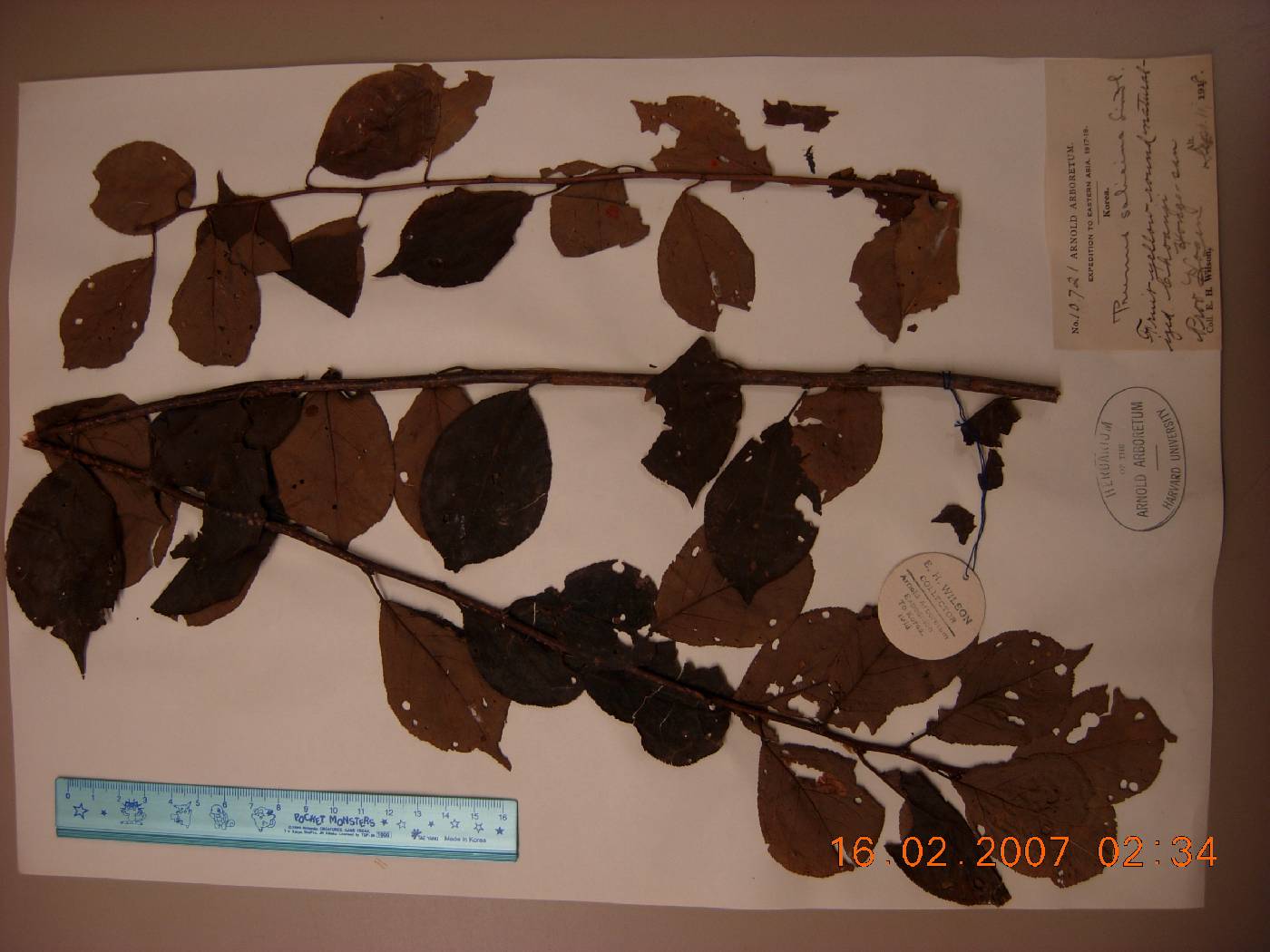 Prunus salicina image