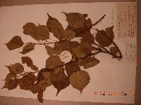 Prunus sibirica image