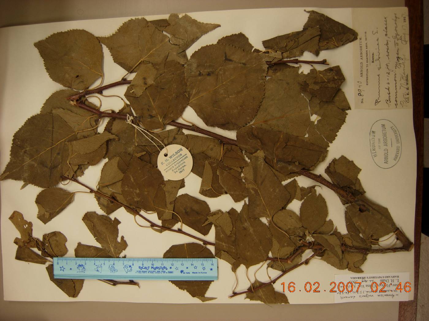 Prunus sibirica image