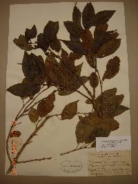 Prunus buergeriana image