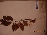 Prunus maackii image