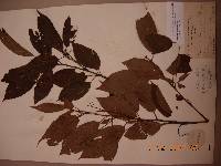 Prunus maackii image