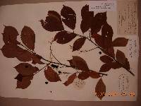 Prunus padus image