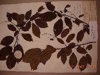 Prunus padus image