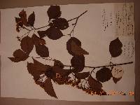 Sorbus alnifolia image