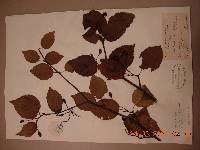 Sorbus alnifolia image