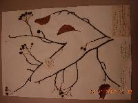 Sorbus alnifolia image